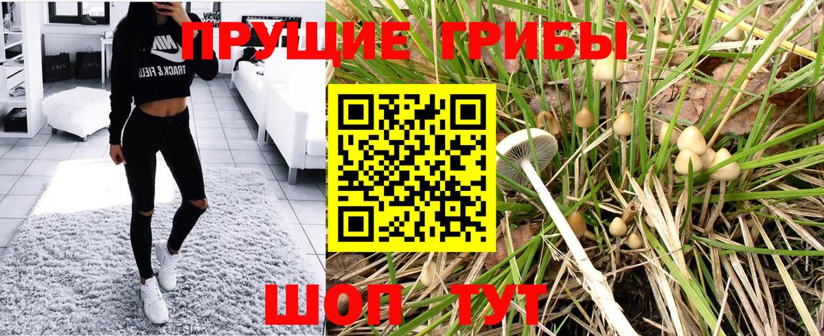 Псилоцибиновые грибы Cubensis Верхняя Пышма